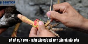Đá Gà Cựa Dao - Trận Đấu Gay Cấn Và Hấp Dẫn