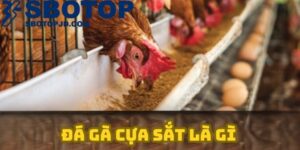 Hướng Dẫn Chơi Chi Tiết Đá Gà Cựa Sắt Chi Tiết Nhất 2025