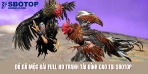 Đá Gà Mộc Bài Full HD Tranh Tài Đỉnh Cao Tại SBOTOP
